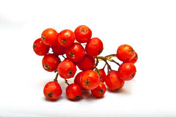 Reds  berries №6029