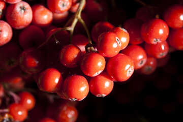 Scarlet  berries  rowan №6030