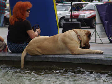 Dog tail  in  water. №6972