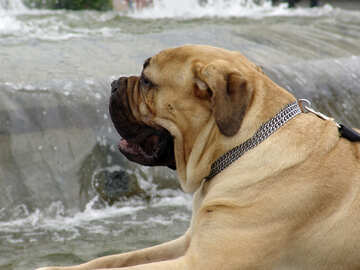 Muzzle  Dogs   heat near fountain   №6975