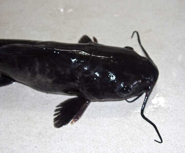 Catfish №6009