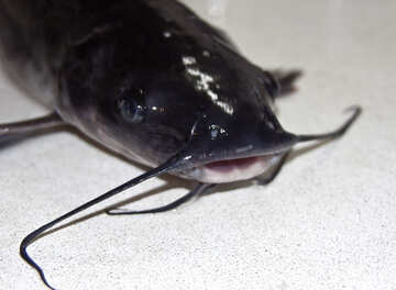 Moustached  catfish №6013