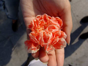 Blume Hand №6936