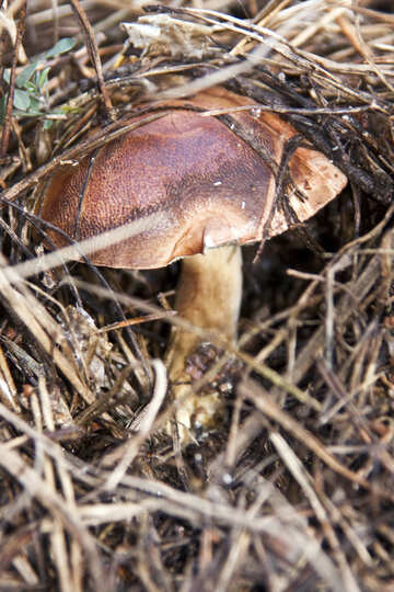 Brown  mushroom