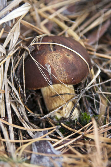 Polish  mushroom №6139