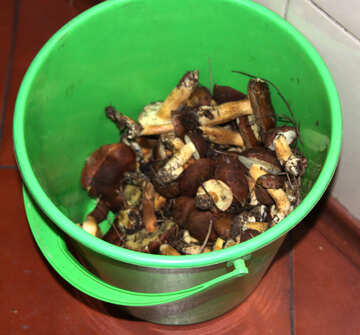 Mushrooms   bucket №6150