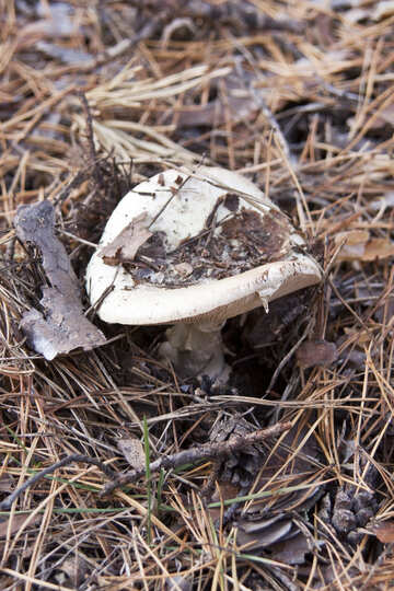 Mushrooms №6145