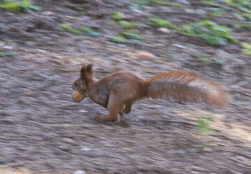 Squirrel runs   nuts   teeth №6127