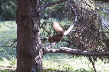 Eichhörnchen an Gewinde №6135