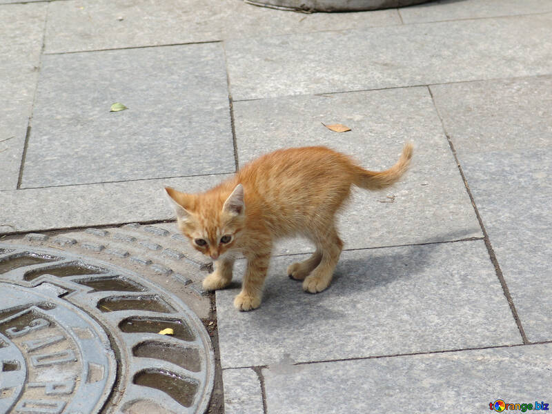 Homeless  kitten №6969