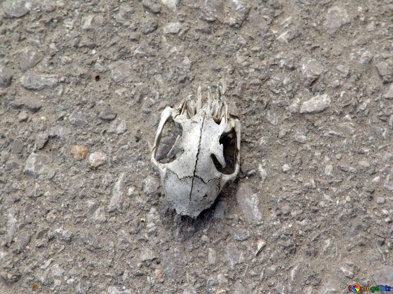 Skull №6968
