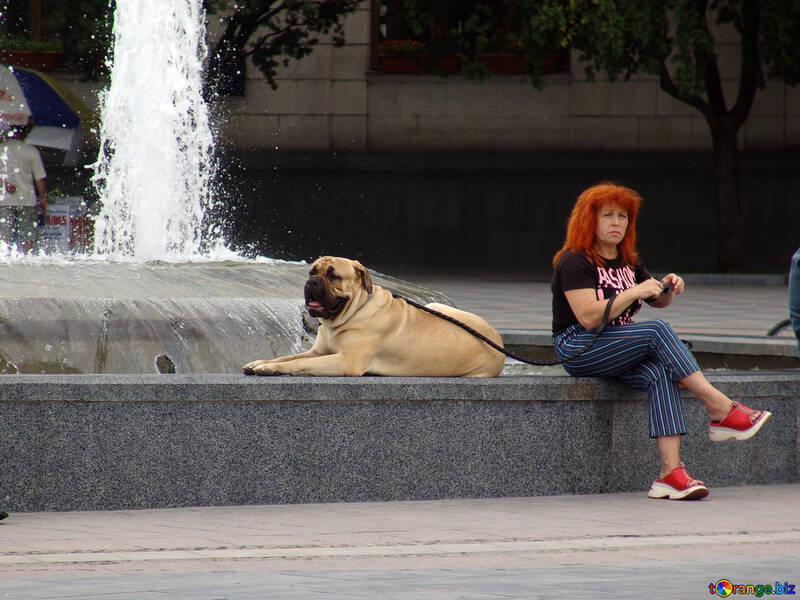 Собака біля фонтану. №6976