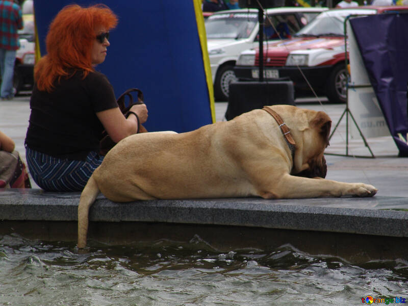 Hund Endstück  in  Wasser. №6972