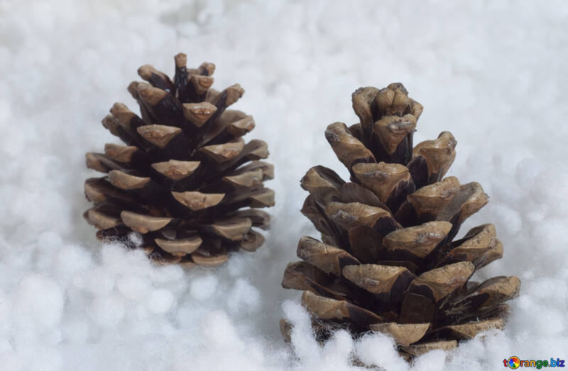 Neve cones. №6439
