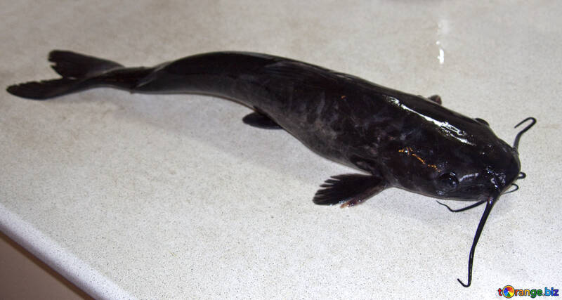 Channel  catfish №6007