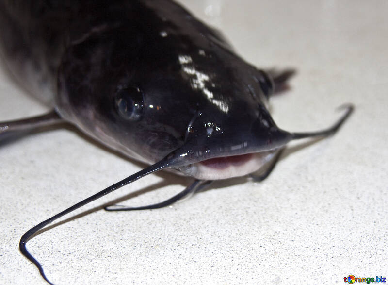 Moustached  catfish №6013
