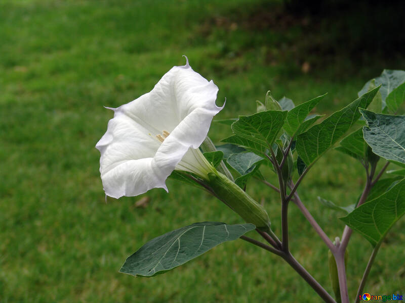 Branco flor formulário Bell №6971