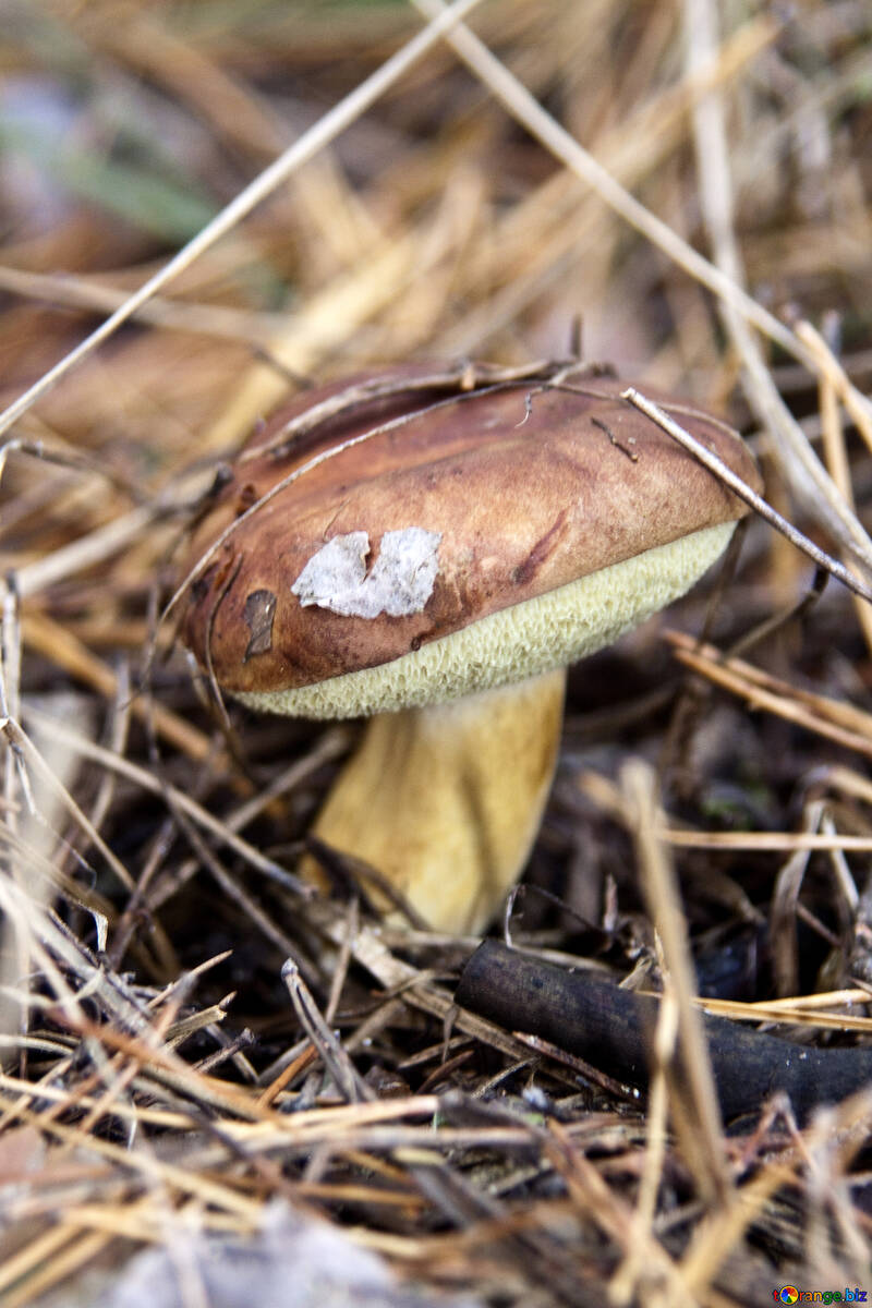 Imleria badia bay bolete edible mushroom. mushroom