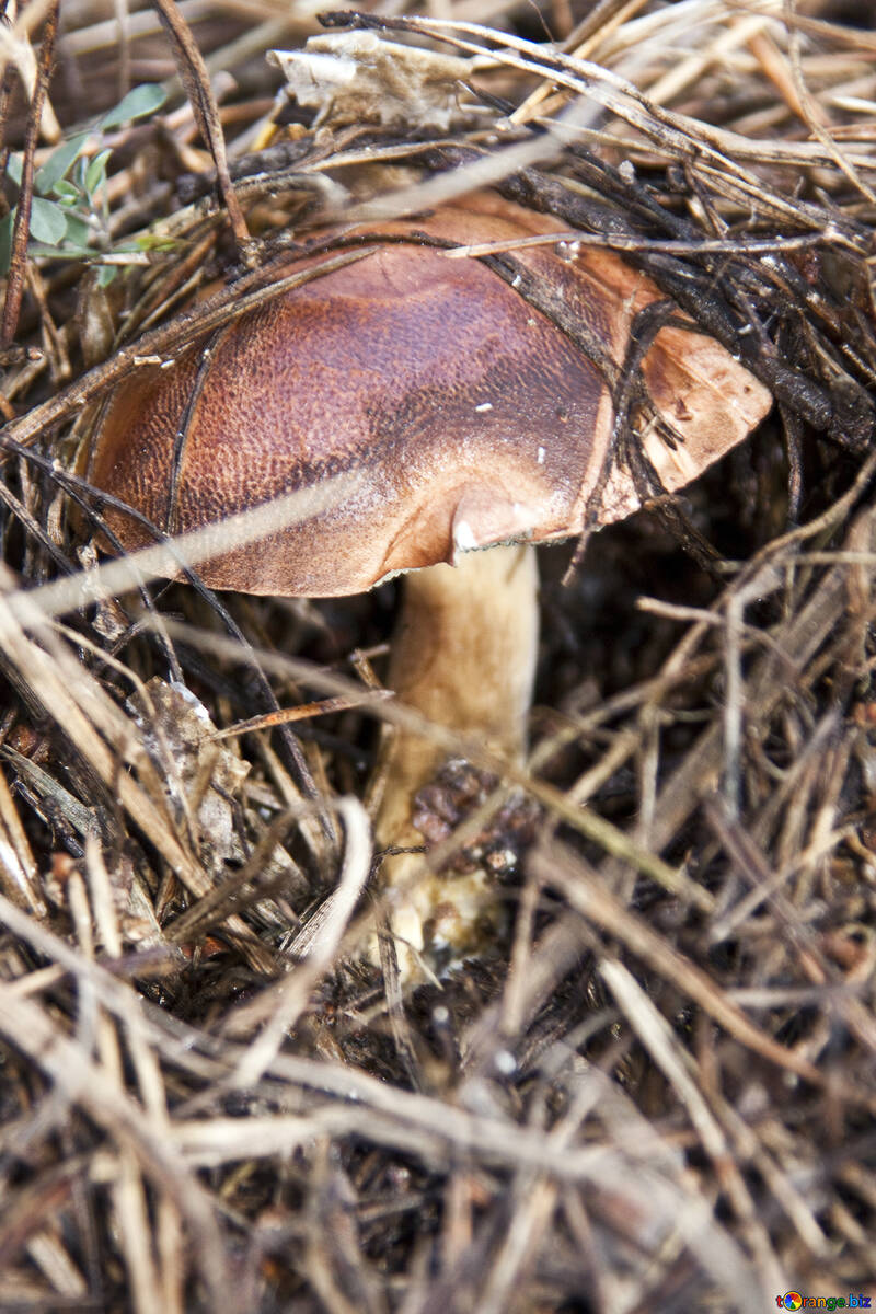 Brown champignon №6140