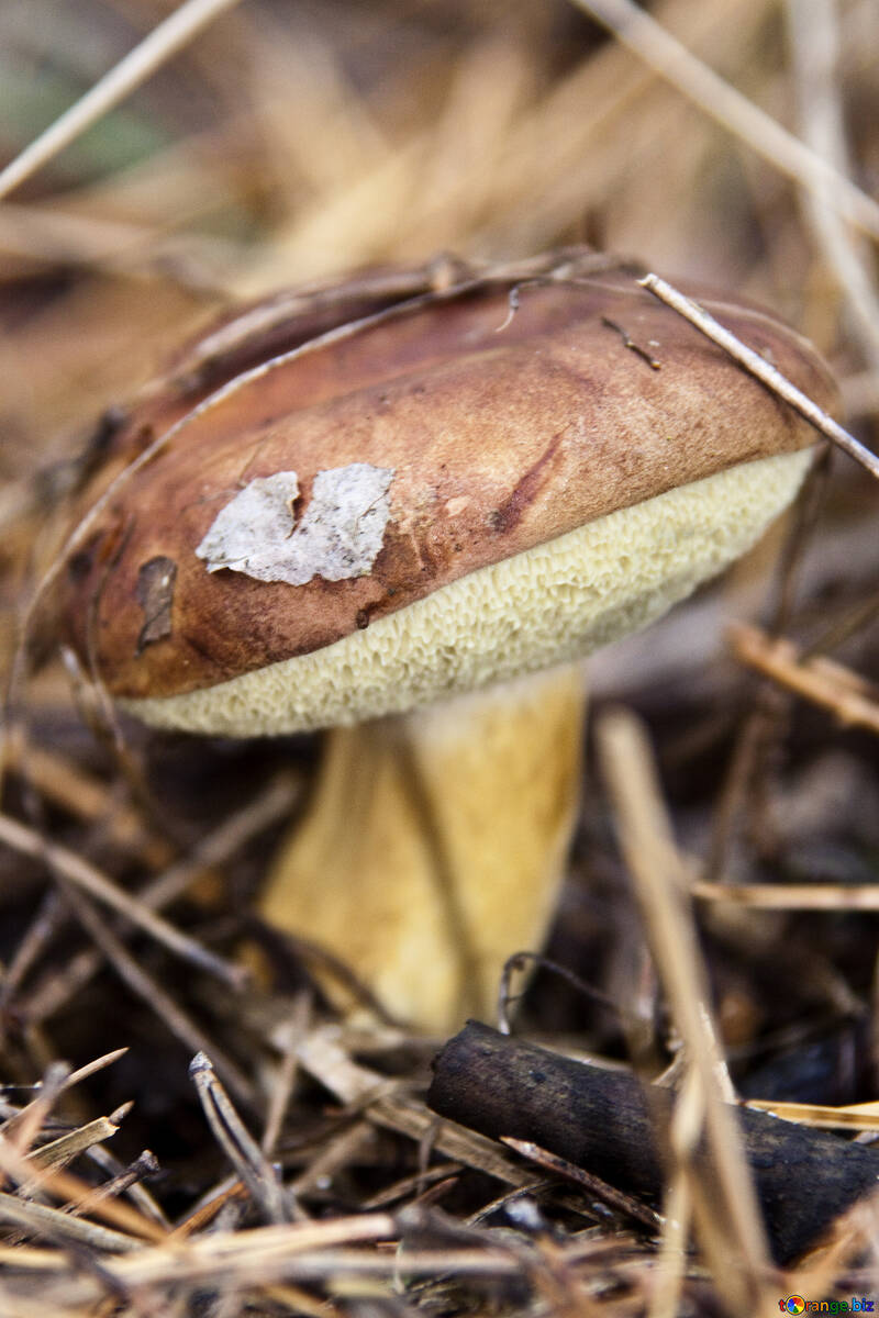 Mushroom  Polish №6142