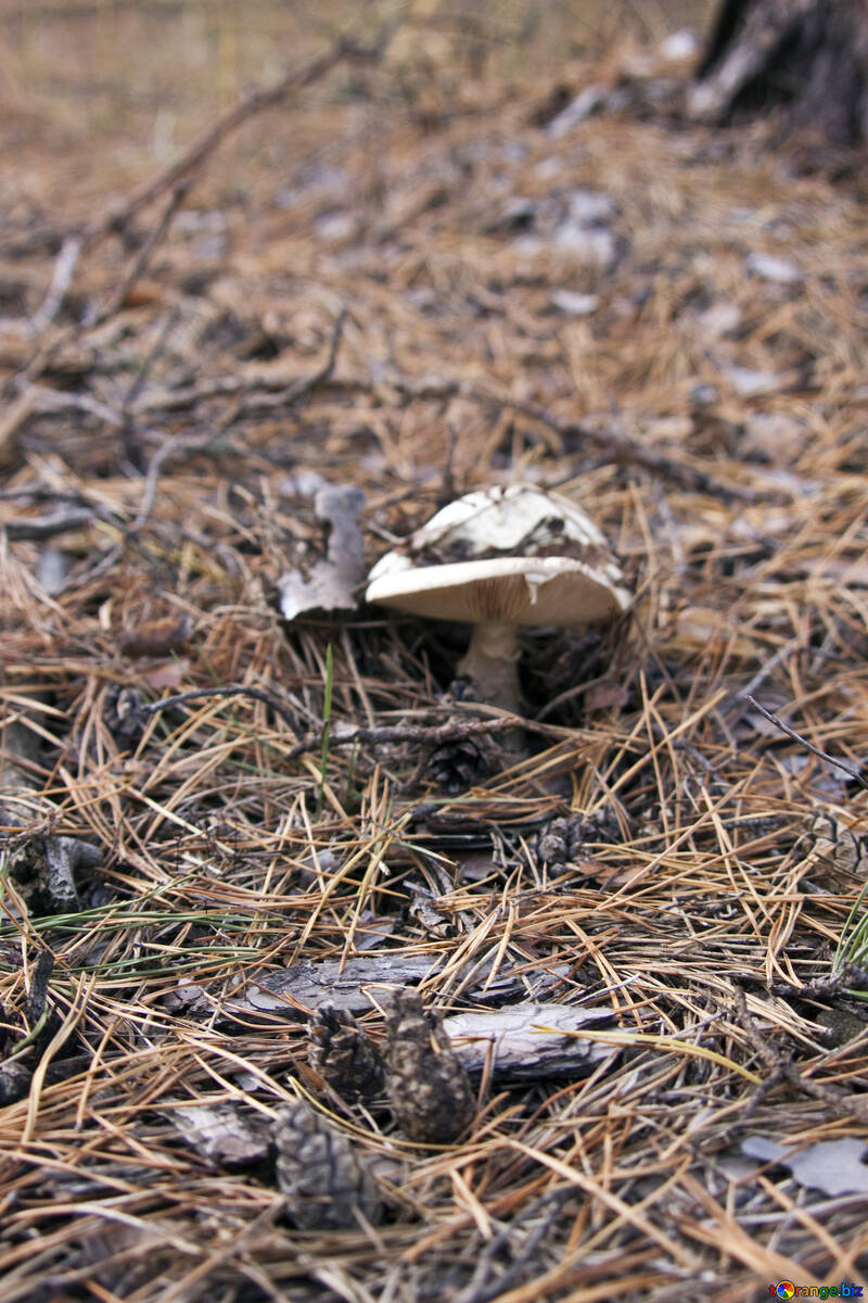 Mushroom №6146