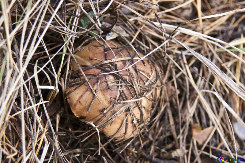 Mushroom   needles №6141