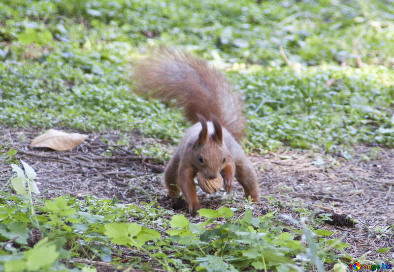 Squirrel  hides  Nut №6133