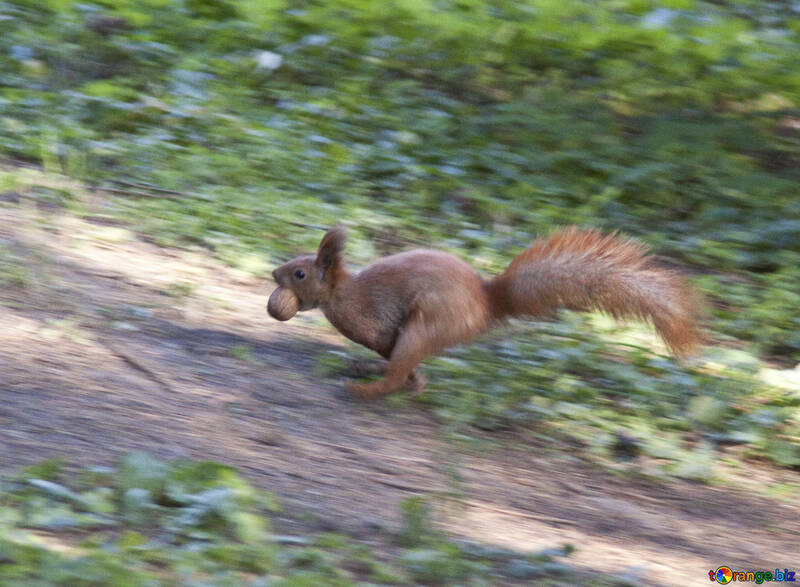 Squirrel runs with nut in his teeth №6132