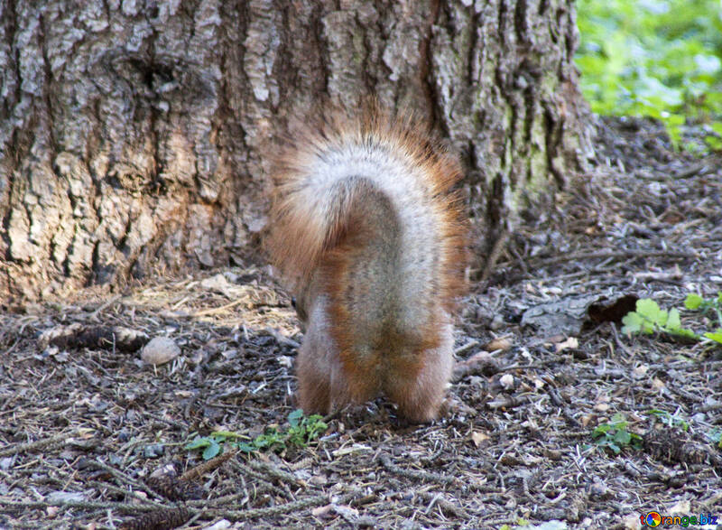 Squirrel   bushy  tail №6131
