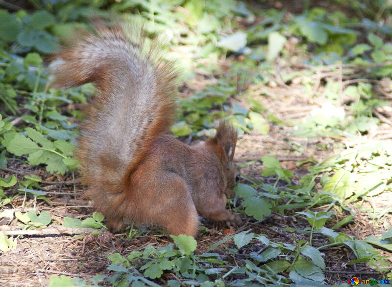 Fluffy  tail  Squirrel №6129