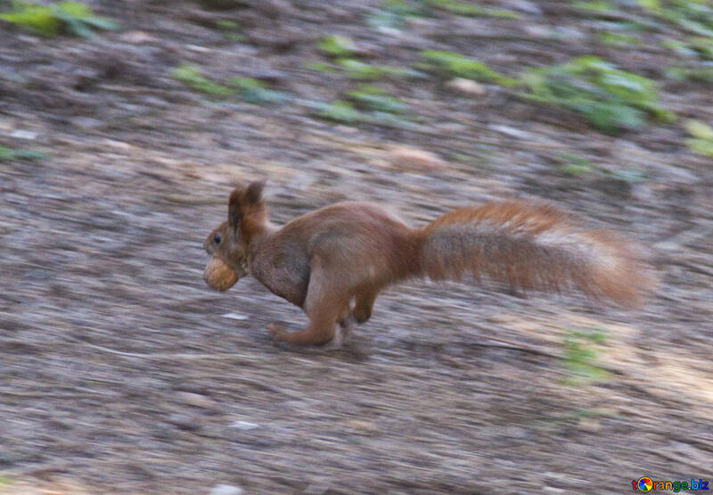 Squirrel runs   nuts   teeth №6127