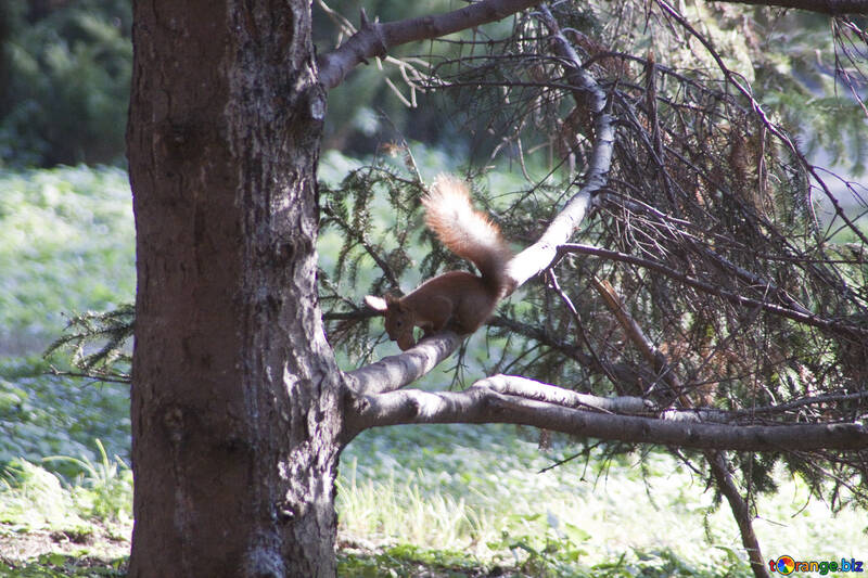 Eichhörnchen an Gewinde №6135