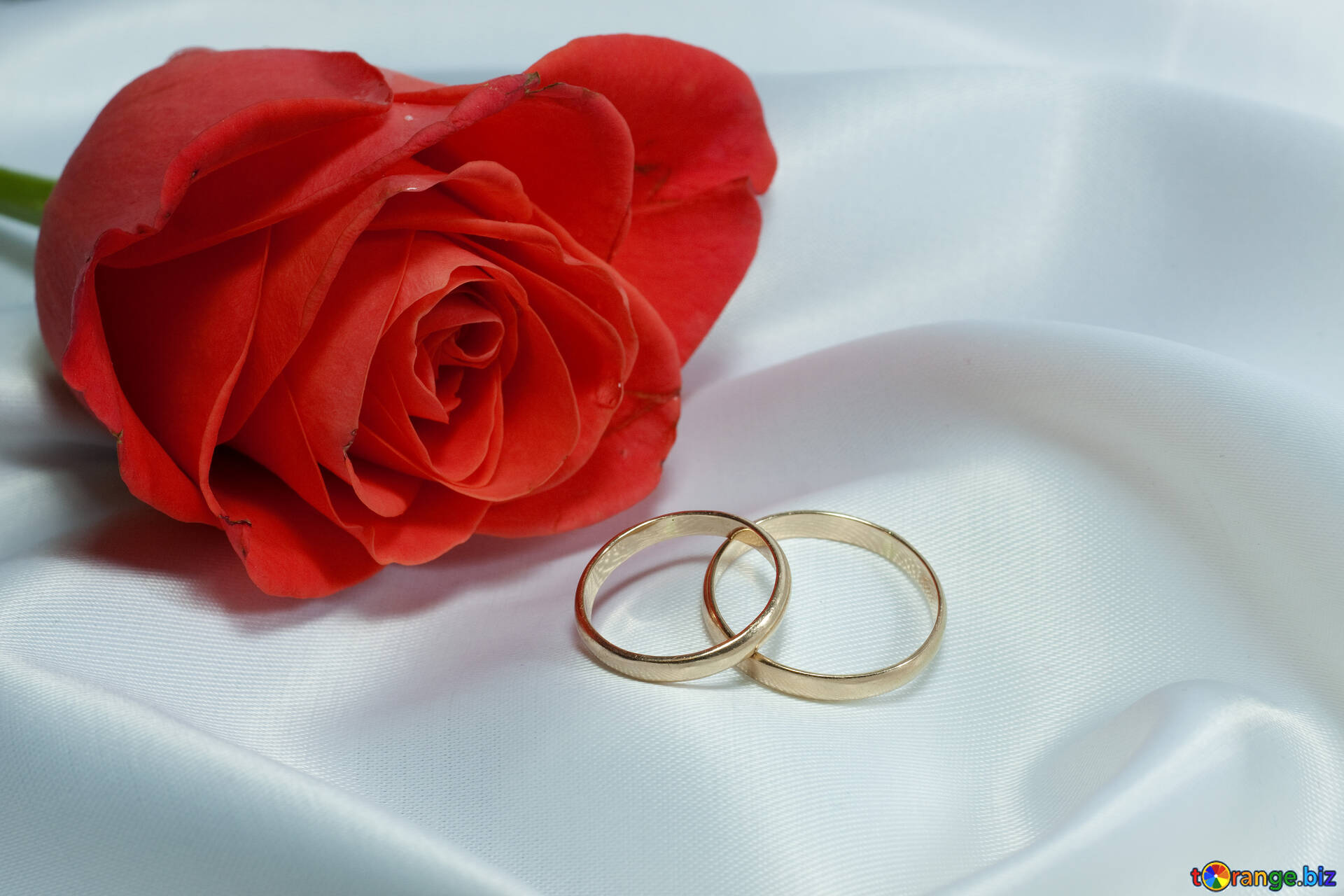 Flowers and rings image rosa and engagement rings. images ring № 7220 |   ~ free pics on cc-by license