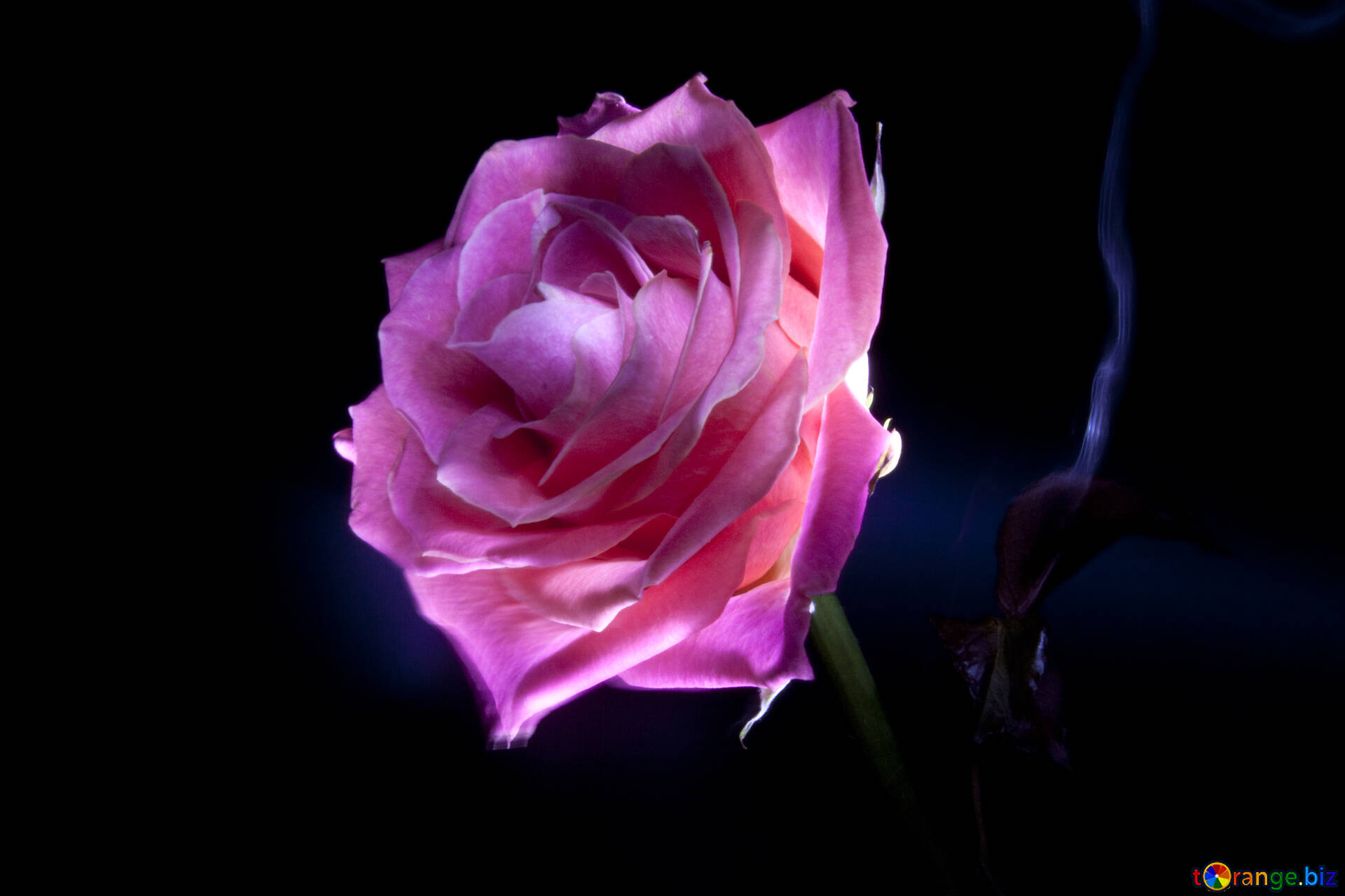 Flowers roses isolated image rosa at black background images rose flower №  7631  ~ free pics on cc-by license