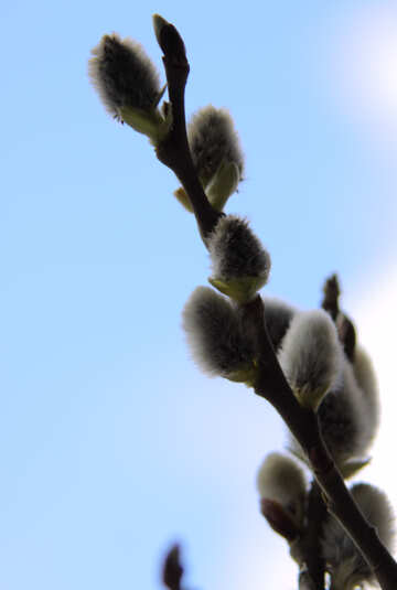 Sprig  willow  at  background  sky №7605
