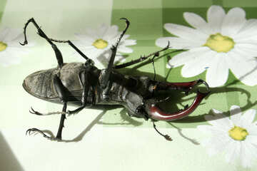 Escarabajo ciervos tapa patas №7349