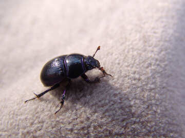 Beetle  dung №7392