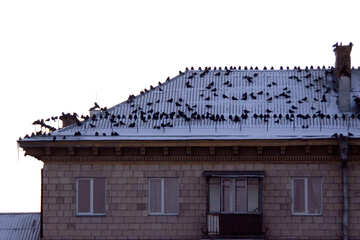 Flock  raven  winter №7555