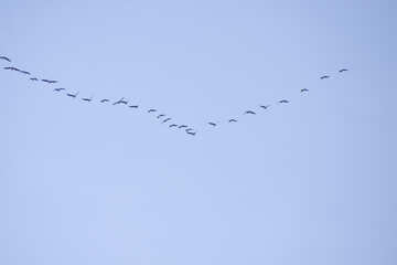 Птицы в небе, летят клином №7435