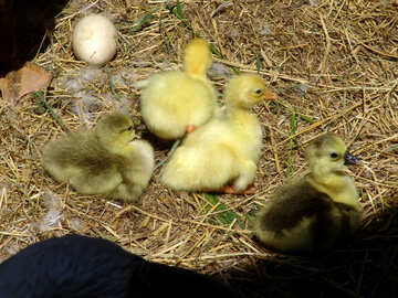 Goslings  and  Goose  egg №7500