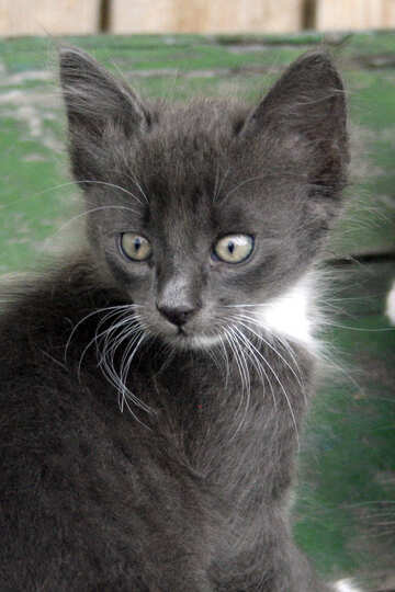 Grey  kitten №7494