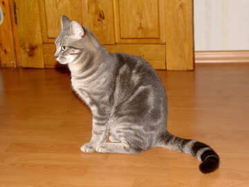 Striped  Gray  cat №7609