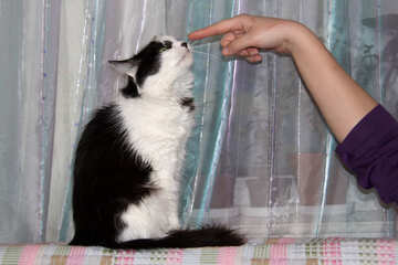 Cat  watch  at  finger №7354