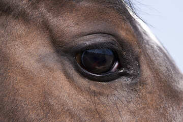 Eye  Horses №7380