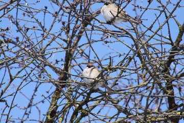 Sparrows  at  tree