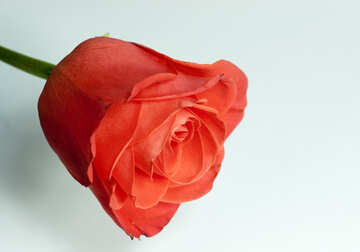Bourgeon roses №7182