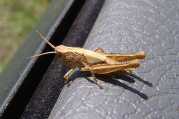 Grasshopper №7549
