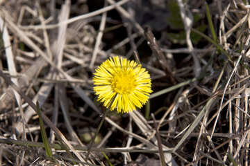 Coltsfoot . fiore. №7621