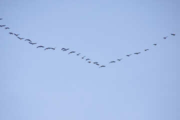 Back  migratory  Birds   warm  edges. №7505