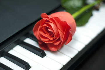 Rosa en piano №7253